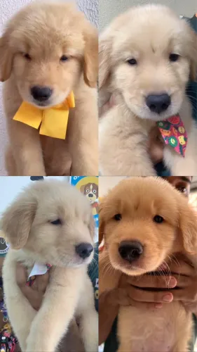 Filhotes de Golden Retriever 