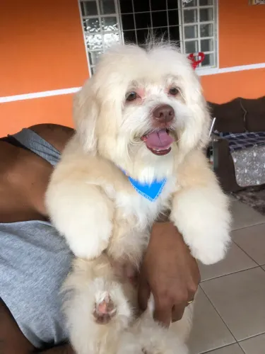 Cachorro shitzu