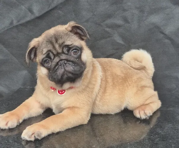 Pug