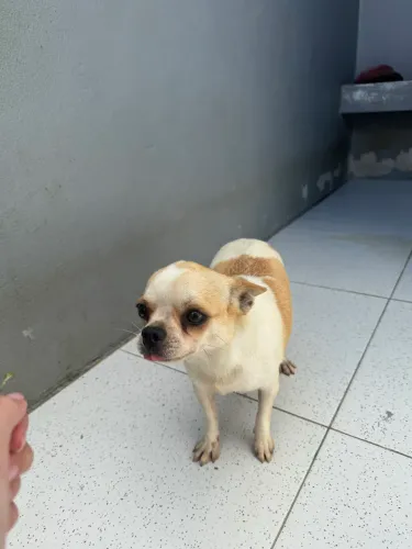 Chihuahua FÊMEA 
