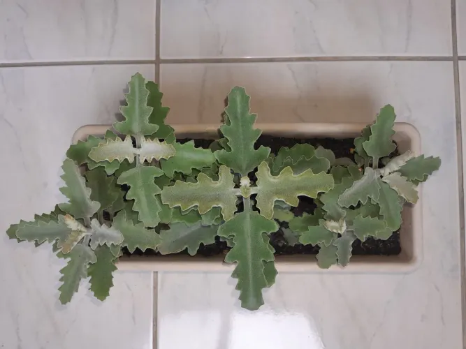 Jardineira grande com plantas de veludo + brinde