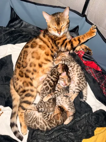 Filhotes Bengal
