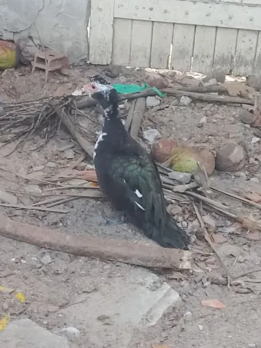 Vendesse pato só vendo os 4 por 150$ já e menor valor