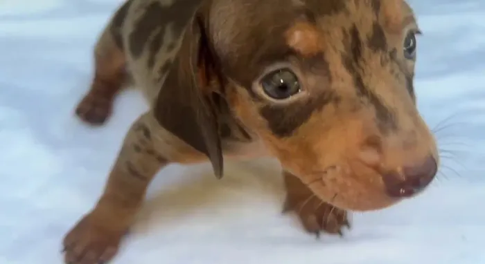 filhotes Dachshund (salsicha)