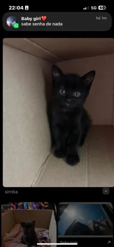 Gatinho preto doação BH