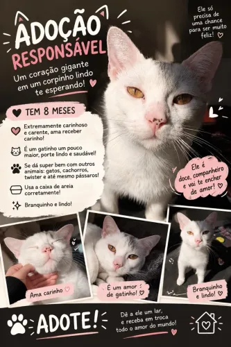 adoção, gatinho branquinho