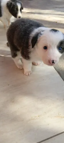 Filhote border collie