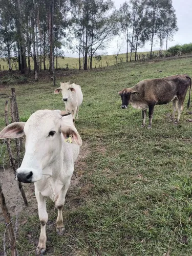 Vacas