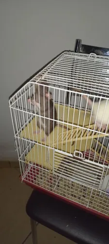 Rato twister