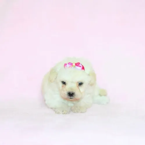 Poodle Mini: O melhor presente para o seu amor.