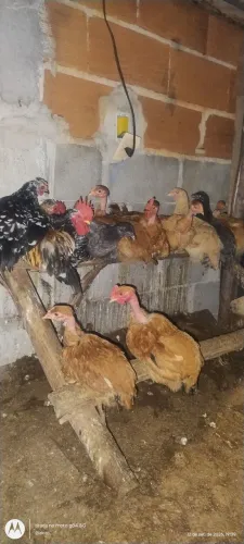 Galinhas