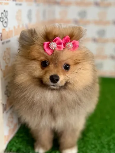 Spitz Alemão fêmea 