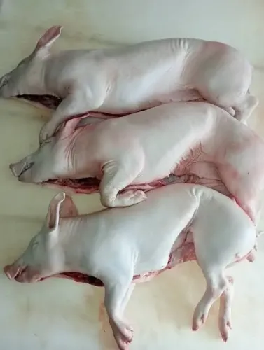 Leitoa pronta para o churrasco