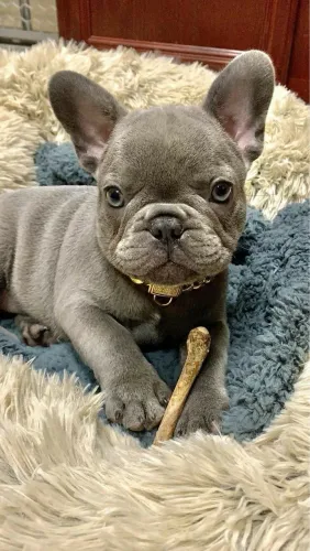Bulldogue Francês - Seu Lar Está Preste A Ficar Mais Alegre!