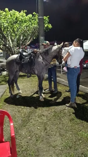Cavalo em Entre Rios-Ba