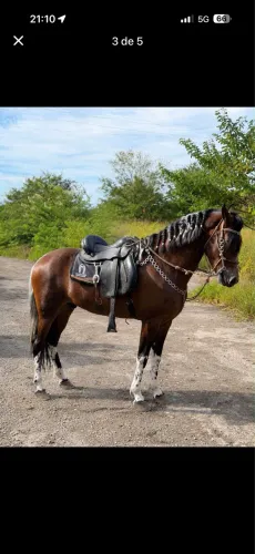 Cavalo pampa genuíno de picada