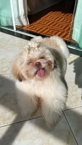 Shitzu macho Jovem 8/9 meses