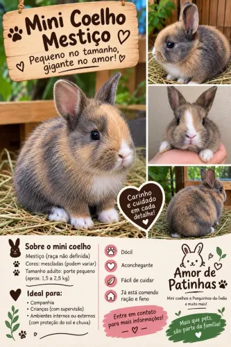 Mini coelho mestiço