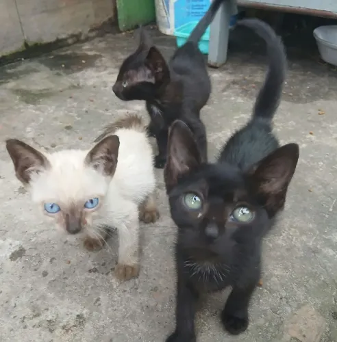 Doação de Gatinhos
