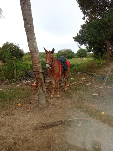 Vendo Mula