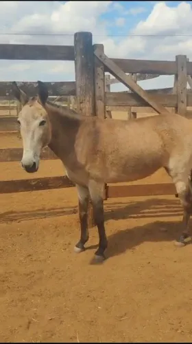 Mula / Burro