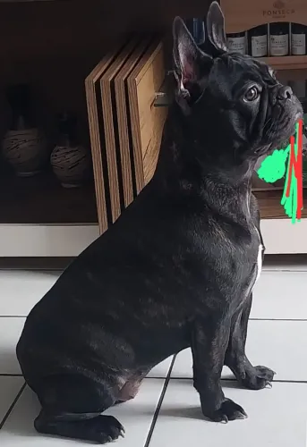 Pérola (buldogue francês) procura um namorado