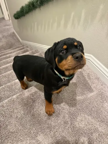 Rottweiler O próximo morador da sua casa pode estar aqui