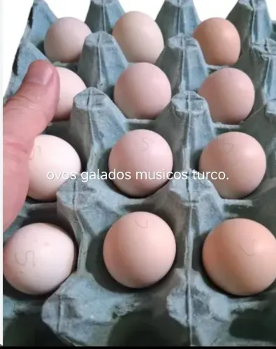 Ovos Galados,Galo músico.