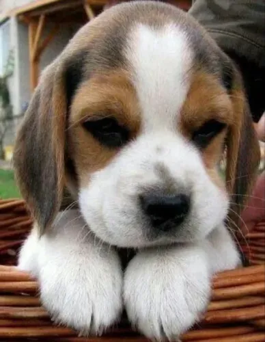 Filhote de beagle , O amor puro e cheio de pelo