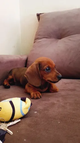 Cachorro salsicha