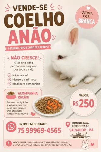 Coelho anão.