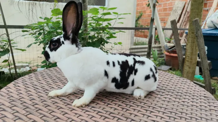 Coelho Mini Rex Dálmata