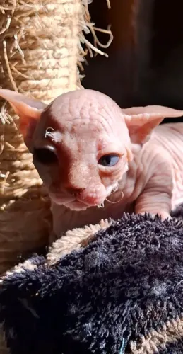 Os mais lindos Filhotes Sphynx 