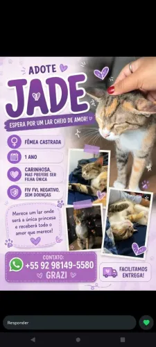 Doação gatinha castrada 