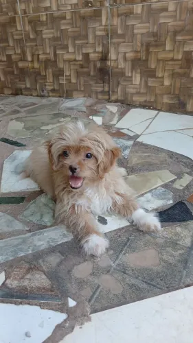 Vendo cachorro shitzul com poodle