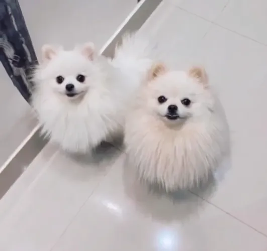 Lindos Lulu Da Pomerânia