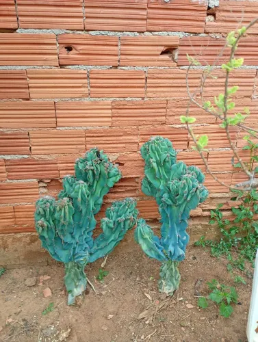 Cacto