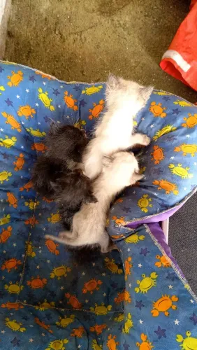 Doação Gatos 