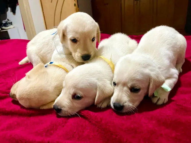 ÚLTIMOS FILHOTES DE LABRADOR DISPONÍVEIS!