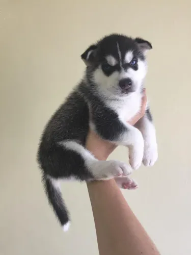 Husky siberiano , seu pet te espera com agente