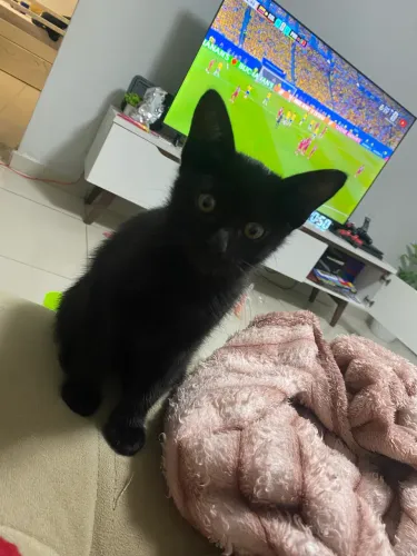 Adoção responsável de gatinha fêmea