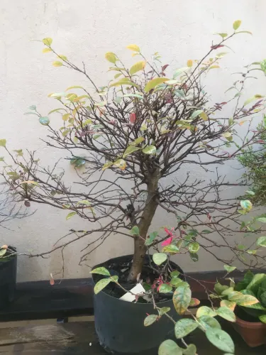 Bonsai loropetalum rubrum 