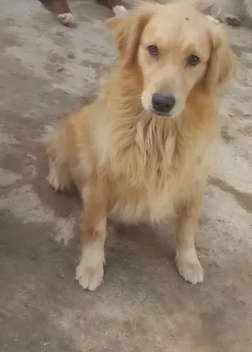 Golden