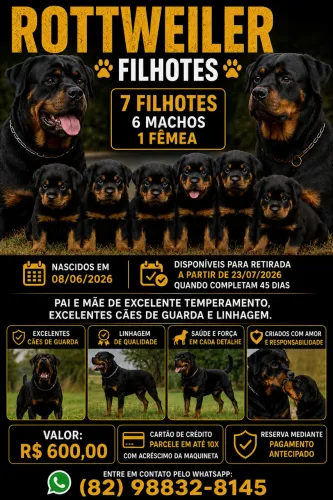 FILHOTES DE ROTTWEILER