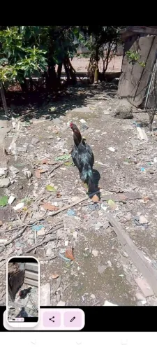 Galo preto lindo de raça