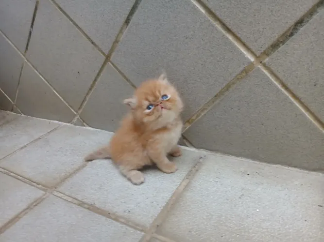 Vendo lindos filhotes de gato persa.