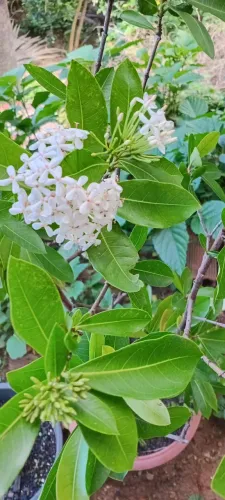 IXORA BRANCA ÁRVORE