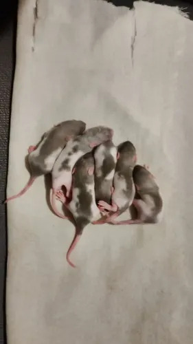 Rato Twister 