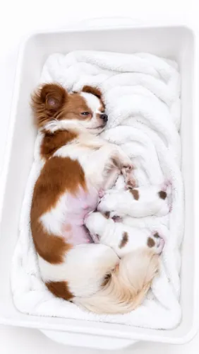 Chihuahua para reserva