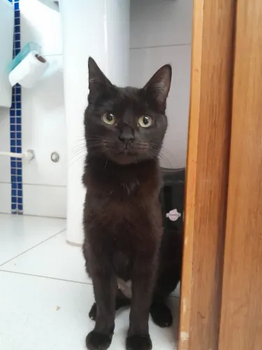 Doação de uma gatinha